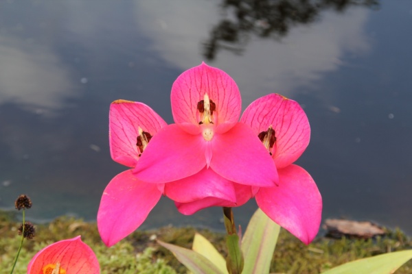 Disa-Orchidee   047.jpg